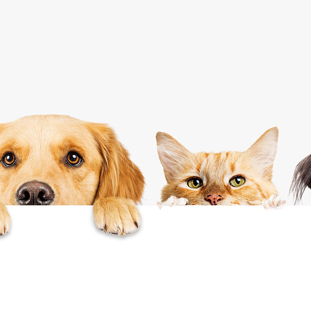 Four animals (two dogs and two cats) peeking over a white banner on a white background